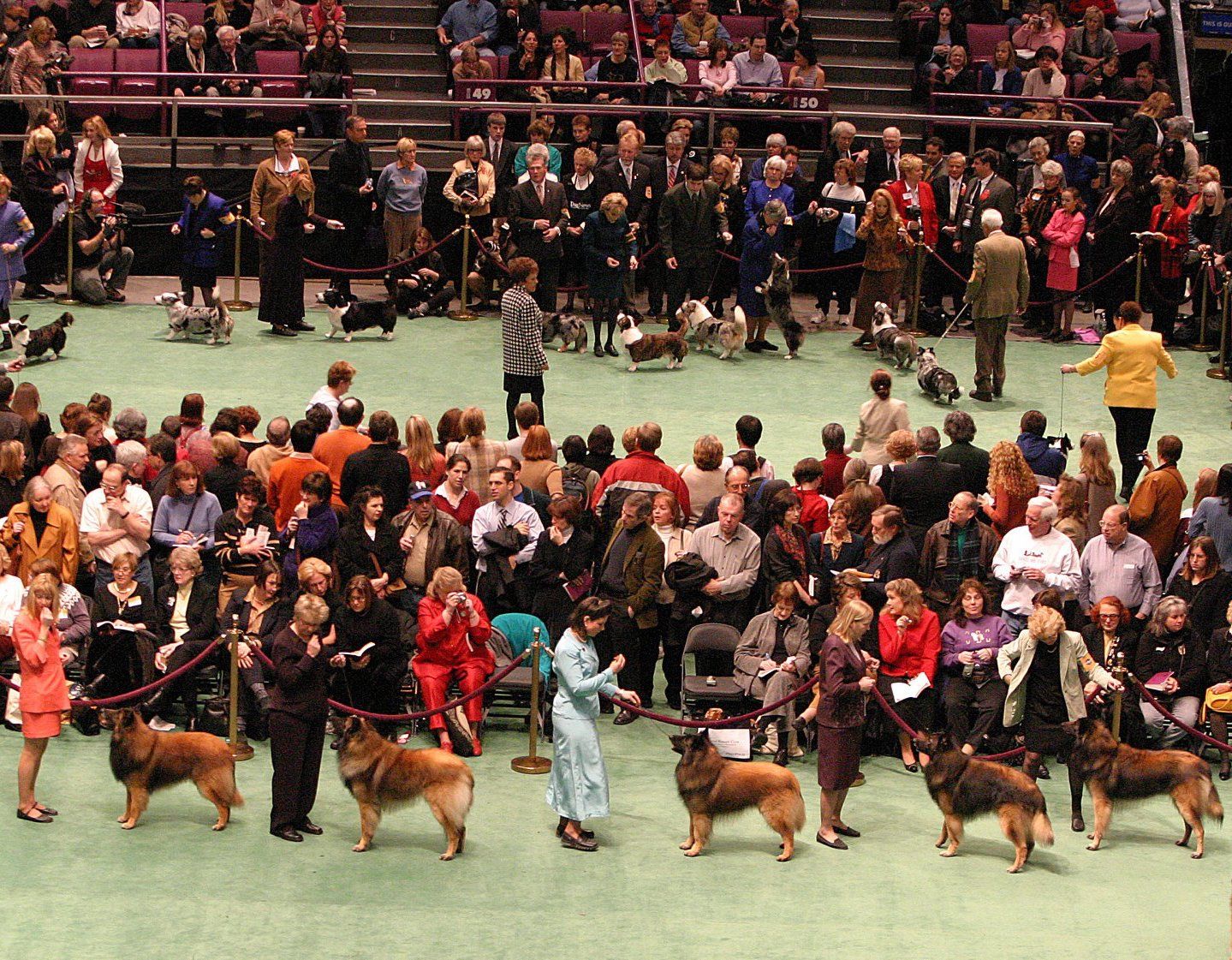 A Dog-Show Dream Delivered